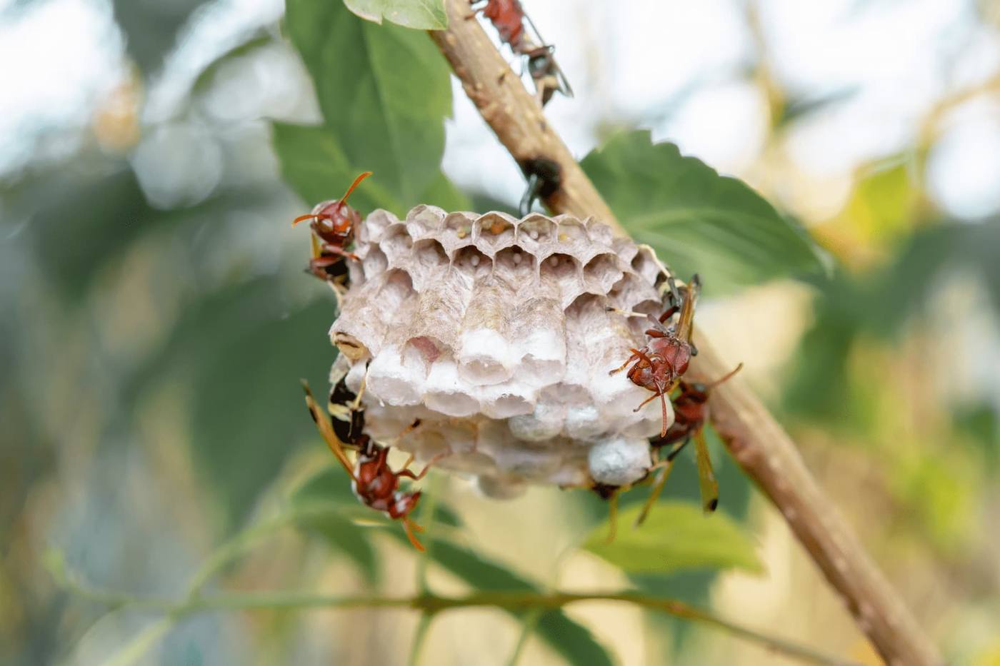 Nid de guepes sur branche en jardin a Cannes