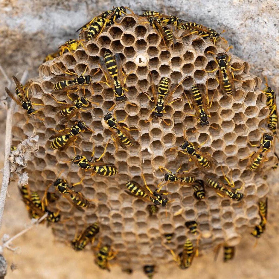 Nid de guepes sur facade dans les Alpes-Maritimes