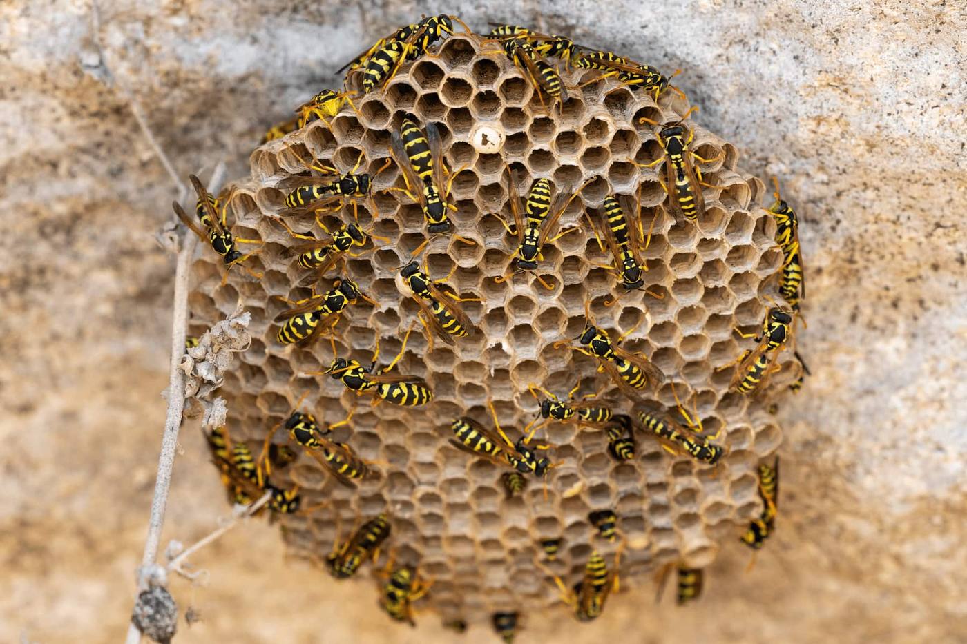 Nid de guepes sur facade dans les Alpes-Maritimes